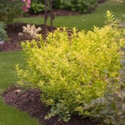 Chardonnay Pearls® Deutzia -Garden Plants Store Deutzia Chardonnay Pearls 3 P sw