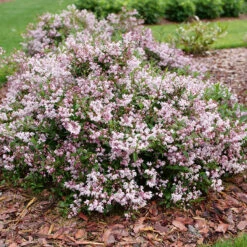 Yuki Kabuki⢠Deutzia