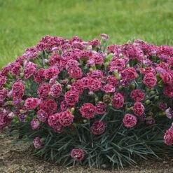 Fruit Punch® 'Cherry Vanilla' Dianthus 11 Fruit Punch® 'Cherry Vanilla' Dianthus -Garden Plants Store Dianthus Cherry Vanilla 2 P sw