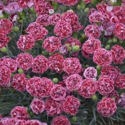 Fruit Punch® 'Cherry Vanilla' Dianthus 10 Fruit Punch® 'Cherry Vanilla' Dianthus -Garden Plants Store Dianthus Cherry Vanilla 3 P sw