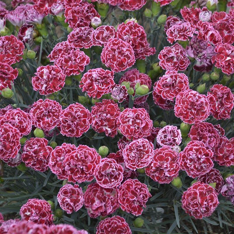 Fruit Punch® 'Cherry Vanilla' Dianthus 5 Fruit Punch® 'Cherry Vanilla' Dianthus - Image 3