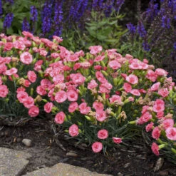 Fruit Punch® 'Classic Coral' Dianthus 10 Fruit Punch® 'Classic Coral' Dianthus -Garden Plants Store Dianthus ClassicCoral PP30048CPBRAF0000lowres
