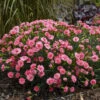Fruit Punch® 'Classic Coral' Dianthus -Garden Plants Store Dianthus ClassicCoral PP30048CPBRAF0002lowres