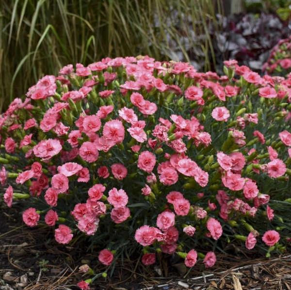 Fruit Punch® 'Classic Coral' Dianthus 3 Fruit Punch® 'Classic Coral' Dianthus