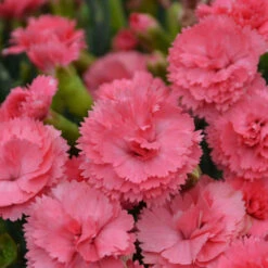 Fruit Punch® 'Classic Coral' Dianthus 9 Fruit Punch® 'Classic Coral' Dianthus -Garden Plants Store Dianthus ClassicCoral PP30048CPBRAF0003lowres