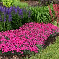 'Paint The Town Magenta' Dianthus 10 'Paint The Town Magenta' Dianthus -Garden Plants Store Dianthus Paint the Town Magenta 2 P