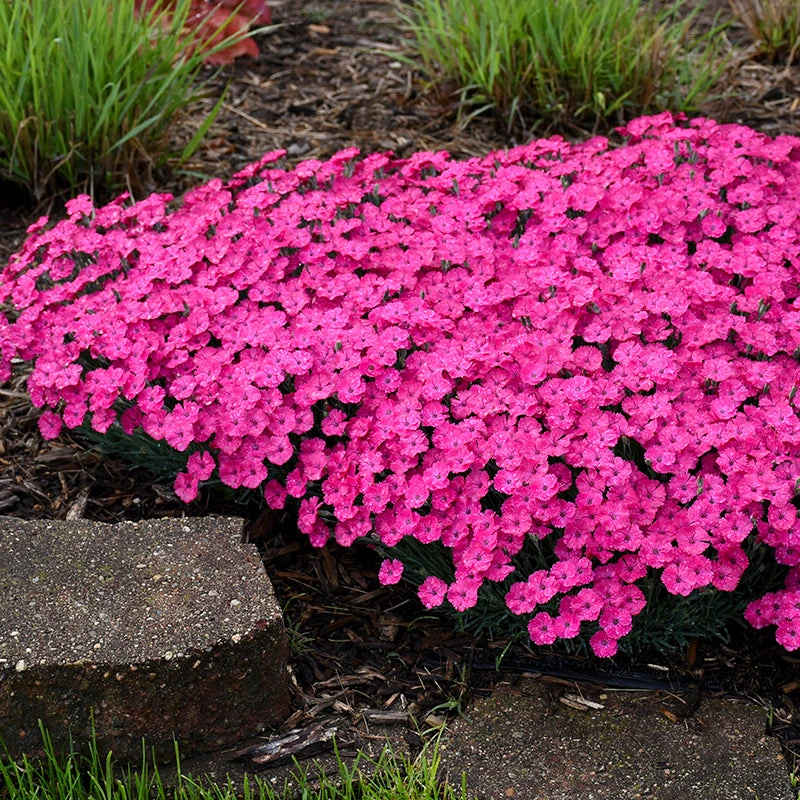 'Paint The Town Magenta' Dianthus 7 'Paint The Town Magenta' Dianthus - Image 5
