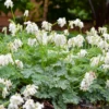 'White Diamonds' Fern-Leaved Bleeding Heart (Dicentra) 1 'White Diamonds' Fern-Leaved Bleeding Heart (Dicentra) -Garden Plants Store Dicentra White Diamonds 1