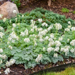 'White Diamonds' Fern-Leaved Bleeding Heart (Dicentra) -Garden Plants Store Dicentra White Diamonds 2