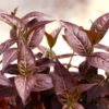 Kodiak® Black Diervilla -Garden Plants Store Diervilla Kodiak Black 1