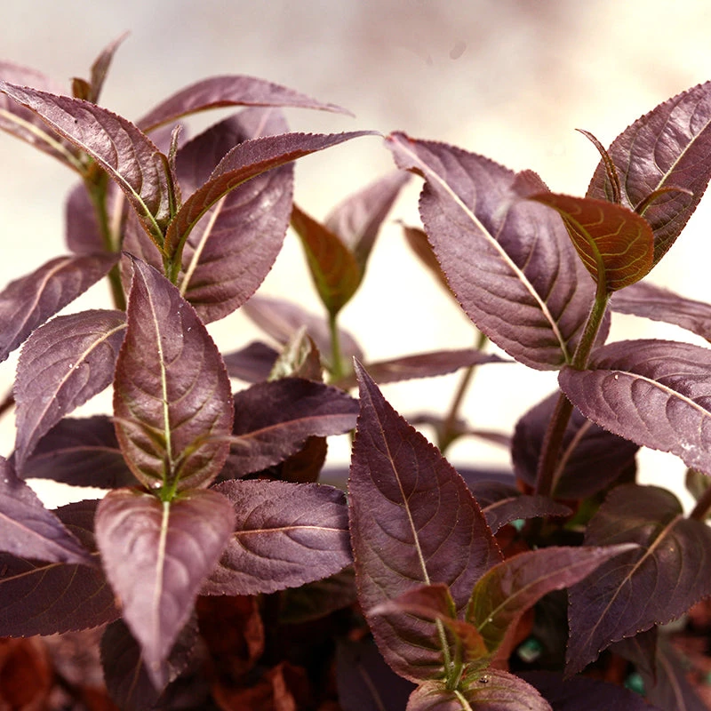 Kodiak® Black Diervilla 3 Kodiak® Black Diervilla