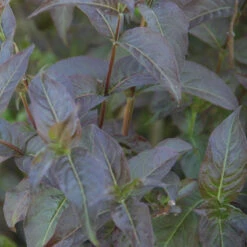 Kodiak® Black Diervilla 9 Kodiak® Black Diervilla -Garden Plants Store Diervilla Kodiak Black 3