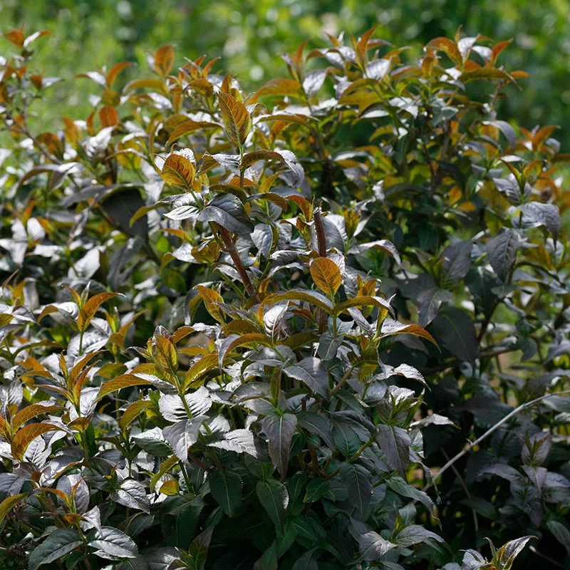 Kodiak® Black Diervilla 6 Kodiak® Black Diervilla - Image 4