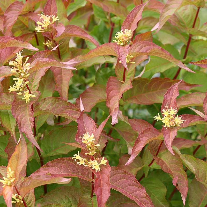 Kodiak® Orange Diervilla 4 Kodiak® Orange Diervilla - Image 2