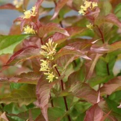 Kodiak® Orange Diervilla 8 Kodiak® Orange Diervilla -Garden Plants Store Diervilla Kodiak Orange 4