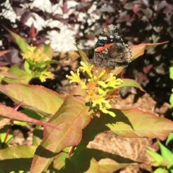 Kodiak® Red Diervilla