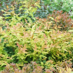 Kodiak Fresh™ Diervilla 7 Kodiak Fresh™ Diervilla -Garden Plants Store DiervillaKodiakFreshDSC08405 800x800 475481f