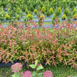 Kodiak® Red 2.0 Diervilla 10 Kodiak® Red 2.0 Diervilla -Garden Plants Store Diervilla Kodiak Red 2 IMG 7178