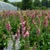 Merton Foxglove (Digitalis) -Garden Plants Store Digitalismertonensismertonsfoxglove 1 800x800 0b4ea34
