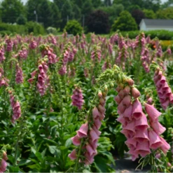 Merton Foxglove (Digitalis) -Garden Plants Store Digitalismertonensismertonsfoxglove 1 800x800 0f54dbb