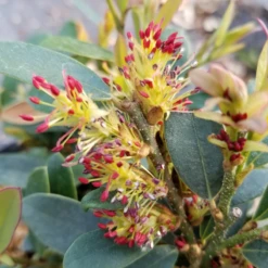 Buckhead™ Bold Distylium 10 Buckhead™ Bold Distylium -Garden Plants Store DistyliumBuckheadBold20210330 093657 800x800 1691910