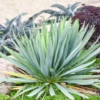 'Dragon Slayer' Yucca -Garden Plants Store DragonSlayer Yucca
