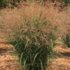 Dream Catcher® Smoky Rose® Switchgrass (Panicum) 1 Dream Catcher® Smoky Rose® Switchgrass (Panicum) -Garden Plants Store Dream Catcher Smoky Rose Switchgrass Panicum