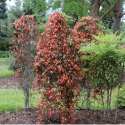 Dressed To Thrill™ Crossvine (Bignonia) 10 Dressed To Thrill™ Crossvine (Bignonia) -Garden Plants Store DressedToThrill Crossvine Bignonia 1