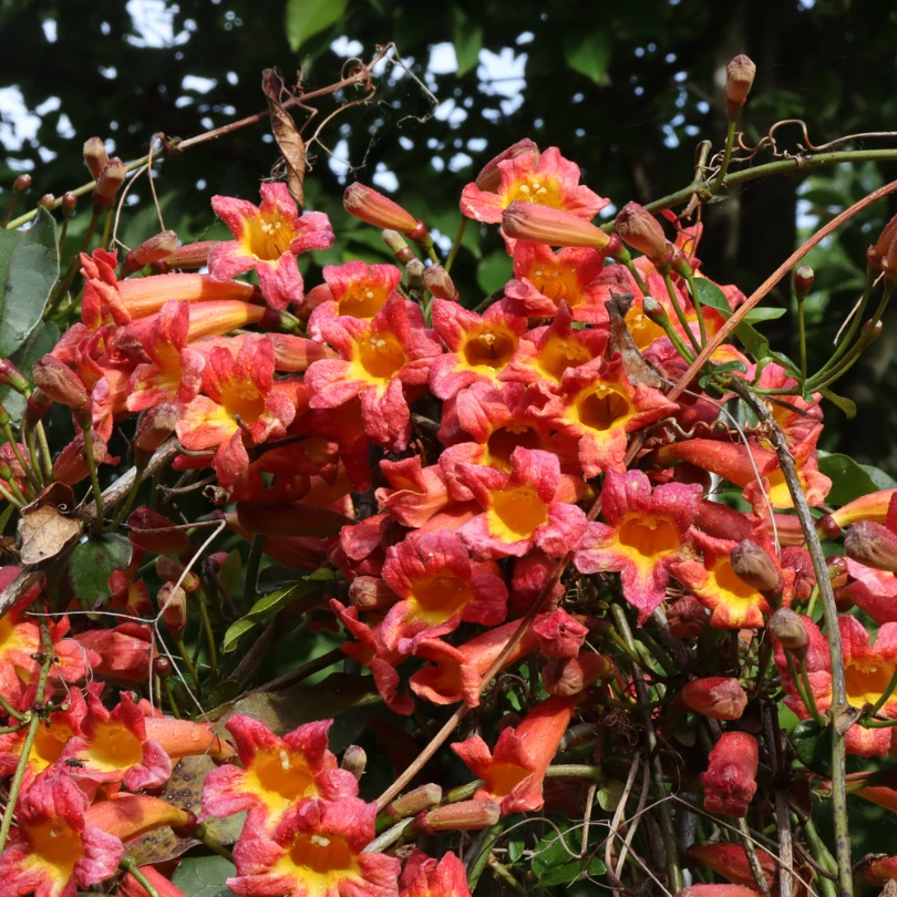 Dressed To Thrill™ Crossvine (Bignonia) 5 Dressed To Thrill™ Crossvine (Bignonia) - Image 3