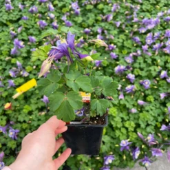 Earlybird™ Purple Blue Columbine (Aquilegia) -Garden Plants Store Earlybird Purple Blue Columbine Aquilegia 1