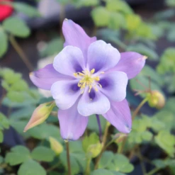 Earlybird™ Purple Blue Columbine (Aquilegia) -Garden Plants Store Earlybird Purple Blue Columbine Aquilegia 3705ba71 2c05 4e51 a60e d1e9307bb423