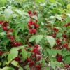 Easy As Pie™ Bush Cherry (Prunus) -Garden Plants Store EasyAsPie BushCherry Prunus