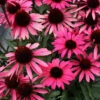 Dark Shadows™ 'Wicked' Coneflower