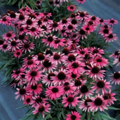 Dark Shadows™ 'Wicked' Coneflower -Garden Plants Store Echinacea Dark Shadows Wicked 4