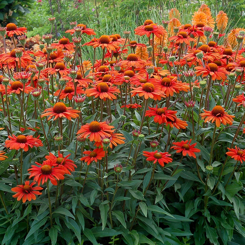 Kismet® Intense Orange Coneflower 3 Kismet® Intense Orange Coneflower