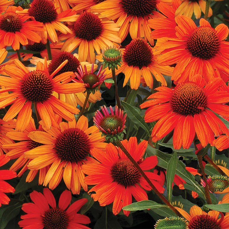 Kismet® Intense Orange Coneflower 4 Kismet® Intense Orange Coneflower - Image 2