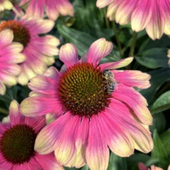 Kismet® 'Pink Lemonade' Coneflower 8 Kismet® 'Pink Lemonade' Coneflower -Garden Plants Store Echinacea Kismet Pink Lemonade 3