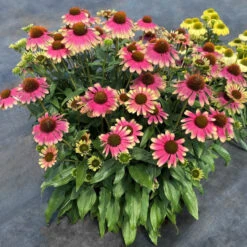 Kismet® 'Pink Lemonade' Coneflower 9 Kismet® 'Pink Lemonade' Coneflower -Garden Plants Store Echinacea Kismet Pink Lemonade 4