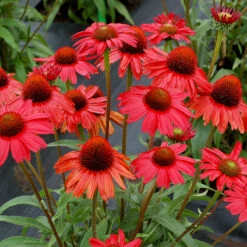 Kismet® Red Coneflower 7 Kismet® Red Coneflower -Garden Plants Store Echinacea Kismet Red 1 P