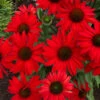 Kismet® Red Coneflower -Garden Plants Store Echinacea Kismet Red 4 P