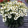 Kismet® White Coneflower 1 Kismet® White Coneflower -Garden Plants Store Echinacea Kismet White 1