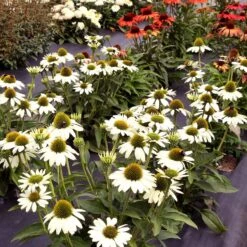 Kismet® White Coneflower 7 Kismet® White Coneflower -Garden Plants Store Echinacea Kismet White 2