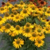 Kismet® Yellow Coneflower -Garden Plants Store Echinacea Kismet Yellow 1 P