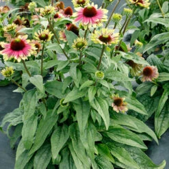 'Sweet Sandia' Coneflower 10 'Sweet Sandia' Coneflower -Garden Plants Store Echinacea Sweet Sandia 4