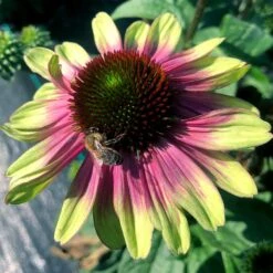 'Sweet Sandia' Coneflower 11 'Sweet Sandia' Coneflower -Garden Plants Store Echinacea Sweet Sandia 5