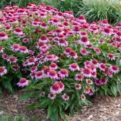 Double Coded® 'Everything's Rosy' Coneflower (Echinacea) -Garden Plants Store Echinacea Everything s Rosy