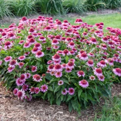 Double Coded® 'Everything's Rosy' Coneflower (Echinacea) -Garden Plants Store Echinacea Everything s Rosy 2