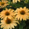 Color Coded® 'One In A Melon' Coneflower 2 Color Coded® 'One In A Melon' Coneflower -Garden Plants Store Echinacea OneinaMelon Coneflower