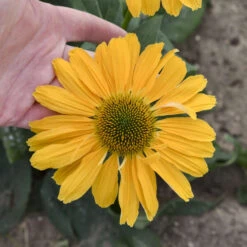Color Coded® 'One In A Melon' Coneflower 8 Color Coded® 'One In A Melon' Coneflower -Garden Plants Store Echinacea OneinaMelon Coneflower 2