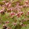 'Hugs And Kisses' Barrenwort (Epimedium) 2 'Hugs And Kisses' Barrenwort (Epimedium) -Garden Plants Store Epimedium Hugs and Kisses